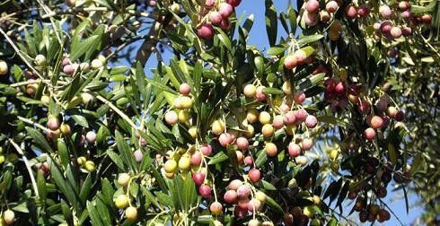 Venta de aceite de oliva en Barcelona | Cal Sebastiá Venta de aceite de oliva en Barcelona | Cal Sebastiá