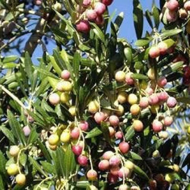 Venta de aceite de oliva en Barcelona | Cal Sebastiá