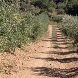 Camino entre olivos dentro de finca