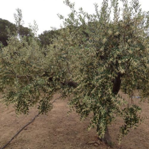 Olivos en ase de floración