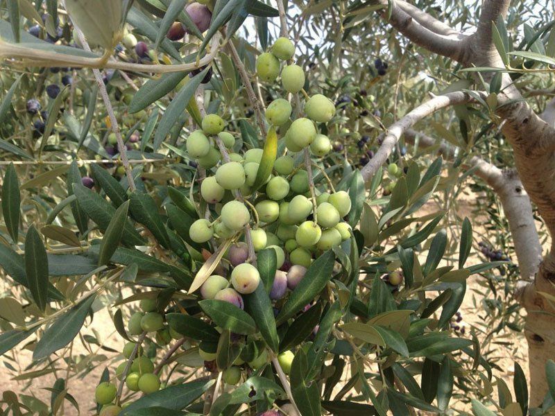 Producción de aceite de oliva en Barcelona