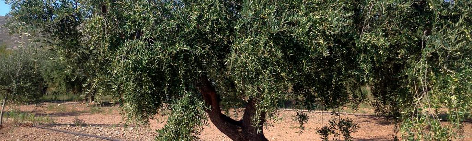 Venta de aceite de oliva vírgen extra