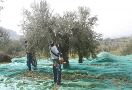 Elaboración aceite de oliva virgen extra en Barcelona
