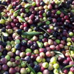Aceitunas recogidas
