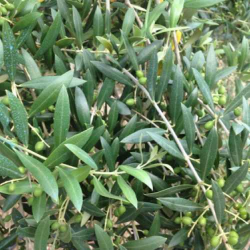 Detalle de olivo con el fruto en crecimiento