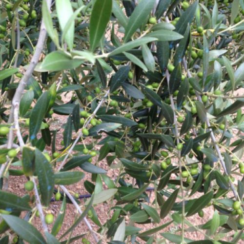 Olivo con el fruto en crecimiento
