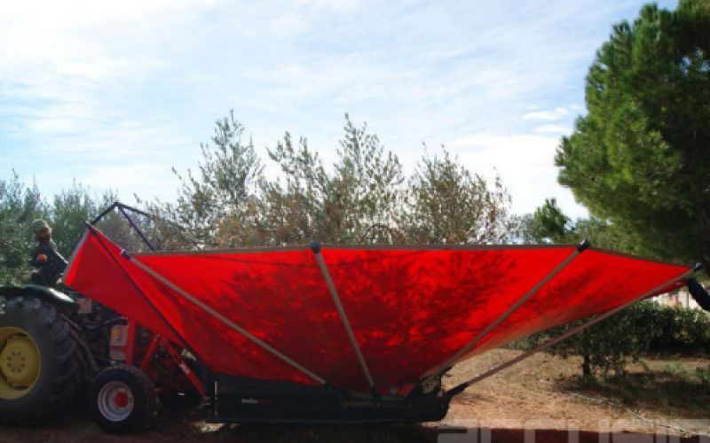 Tractor con lona recogiendo la aceituna extraída del árbol