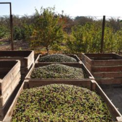 Cubetas de macera con aceitunas recogidas