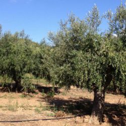 Imagen de finca con olivos