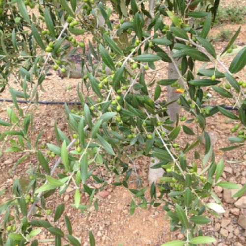 Olivos con el fruto en crecimiento