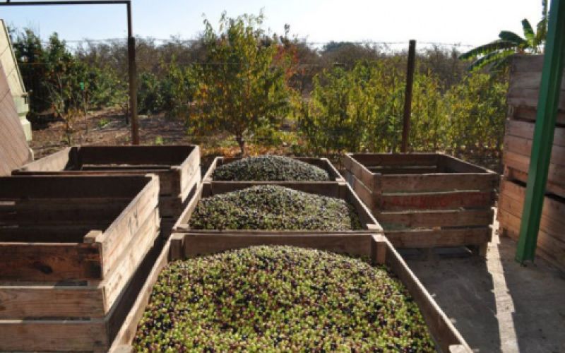 Cubetas de macera con aceitunas recogidas