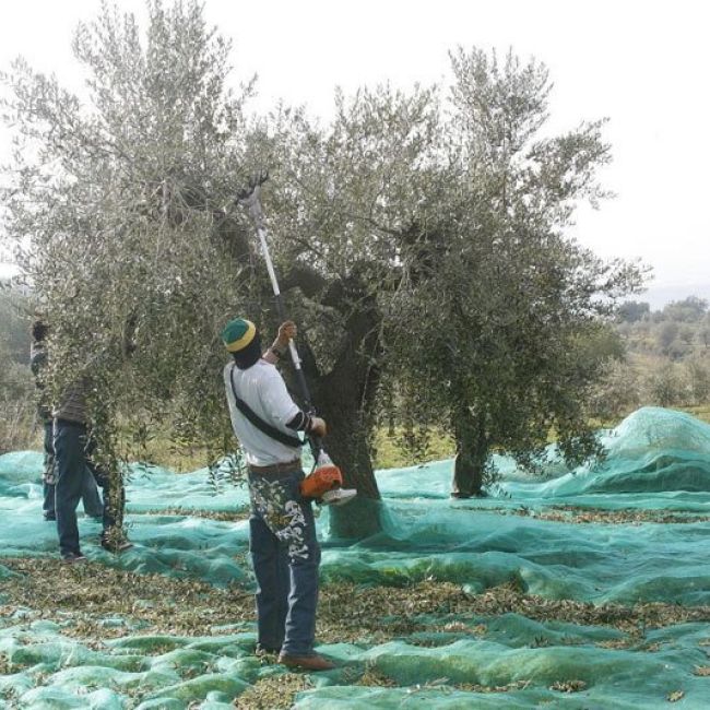 Elaboración aceite de oliva virgen extra en Barcelona