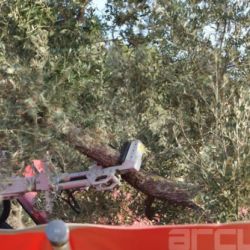 Recogida de aceituna de los olivos