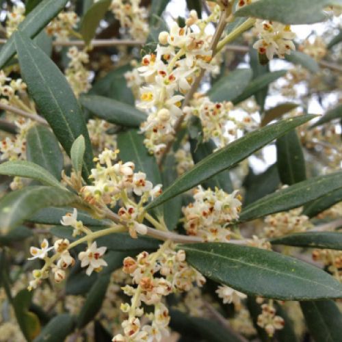 Flor e inicio del fruto