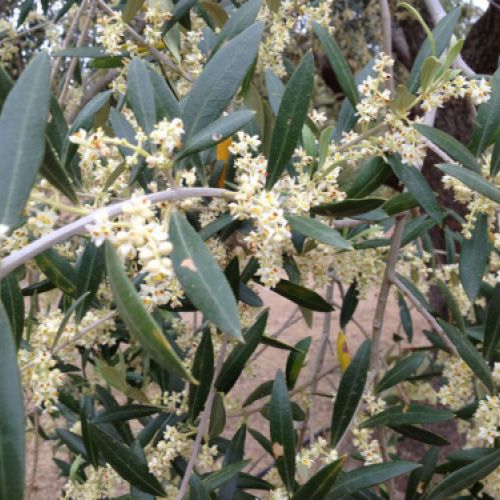 Olivos con flor e inicio del fruto