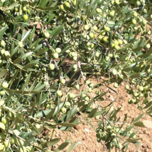 Crecimiento gde olivas en el árbol