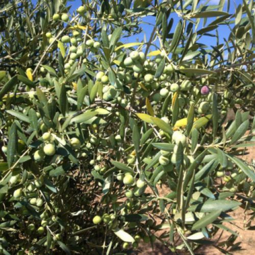 Crecimiento del fruto