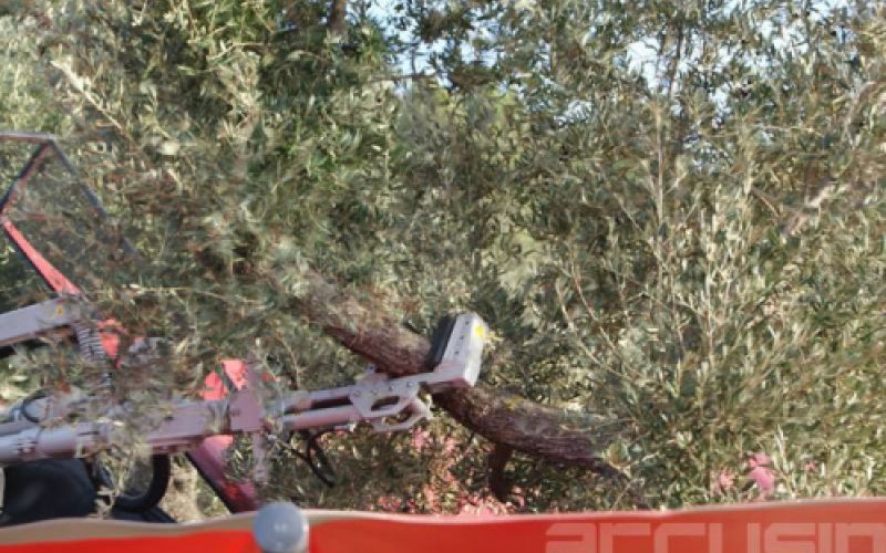 Recogida de aceituna de los olivos