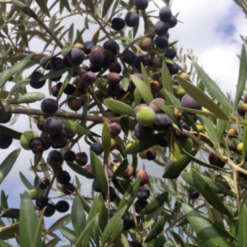 Detalle de imagen del fruto maduro