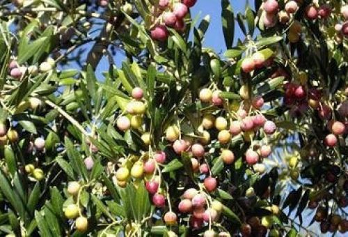 Venta de aceite de oliva en Barcelona | Cal Sebastiá