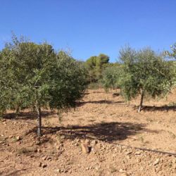 Imagen de terreno con olivos