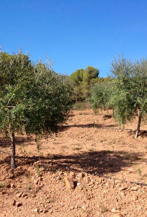 Contacta amb Cal Sebastià