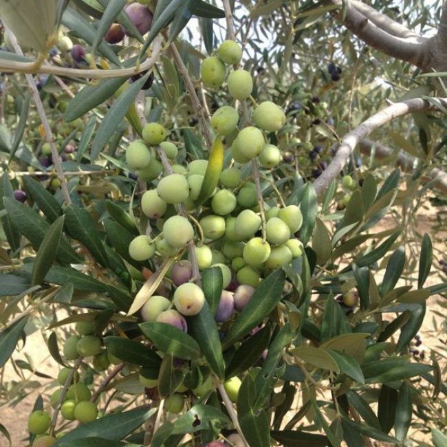 Producción de aceite de oliva en Barcelona
