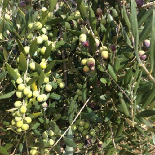 Imagen del fruto maduro