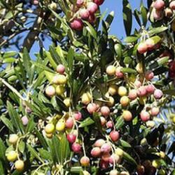 Aceitunas en olivo