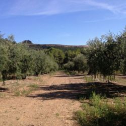 Imagen de finca grande con olivos