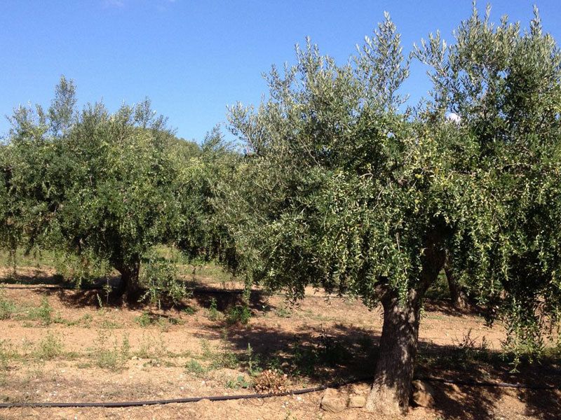 CAL SEBASTIA venta de aceite de oliva